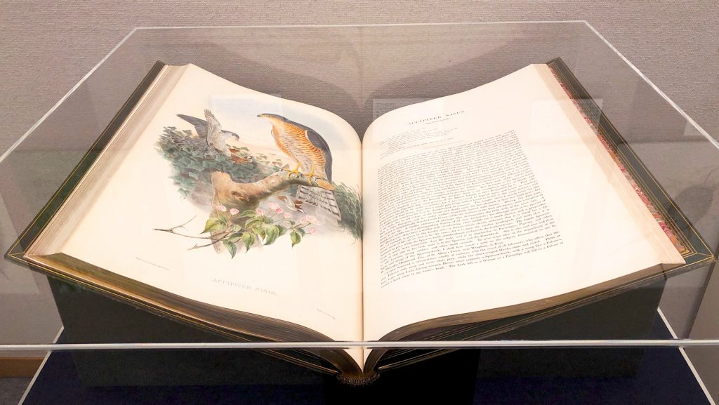 19世紀、ジョン・グールドが見ていた鳥と博物の世界――玉川大学教育 
